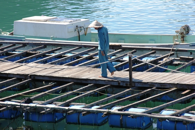 Worker overlooking oysters at the Ha Long Bay pearl farm