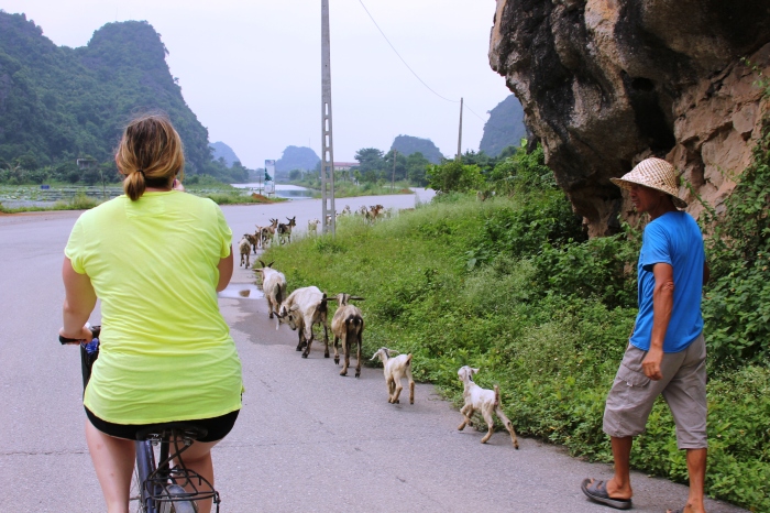 Dani, goats, and goat herder in Ninh Binh, Vietnam