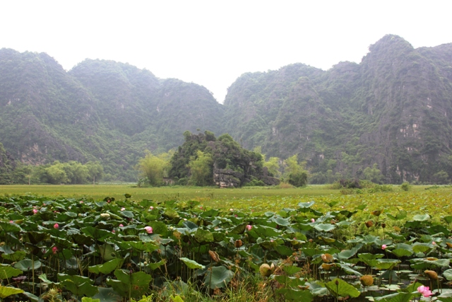 lotus field and mountains