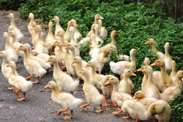 Ducks crossing the road